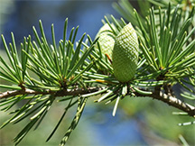 T�rpefeny� csomag